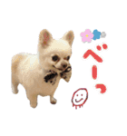 チワワのももちゃんのスタンプ（個別スタンプ：35）