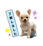 チワワのももちゃんのスタンプ（個別スタンプ：39）
