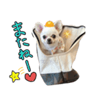 チワワのももちゃんのスタンプ（個別スタンプ：40）