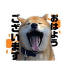 七尾弁の柴犬スタンプ（個別スタンプ：1）