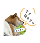 七尾弁の柴犬スタンプ（個別スタンプ：2）