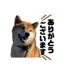七尾弁の柴犬スタンプ（個別スタンプ：3）