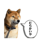 七尾弁の柴犬スタンプ（個別スタンプ：6）