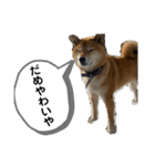 七尾弁の柴犬スタンプ（個別スタンプ：7）