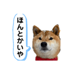 七尾弁の柴犬スタンプ（個別スタンプ：8）