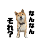 七尾弁の柴犬スタンプ（個別スタンプ：9）