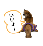 七尾弁の柴犬スタンプ（個別スタンプ：10）