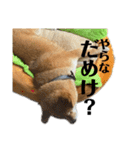 七尾弁の柴犬スタンプ（個別スタンプ：11）
