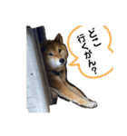 七尾弁の柴犬スタンプ（個別スタンプ：14）