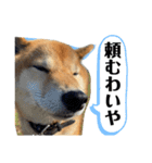 七尾弁の柴犬スタンプ（個別スタンプ：15）