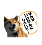 七尾弁の柴犬スタンプ（個別スタンプ：16）