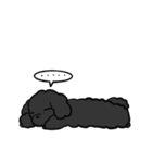 黒ぷぅスタンプ（個別スタンプ：39）