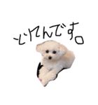 世界で1番かわい犬！！とりてん様様！！！（個別スタンプ：1）