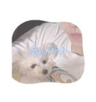 世界で1番かわい犬！！とりてん様様！！！（個別スタンプ：5）