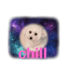世界で1番かわい犬！！とりてん様様！！！（個別スタンプ：8）