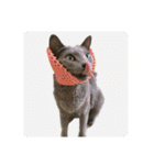 川島家の猫たち（個別スタンプ：1）