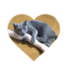 川島家の猫たち（個別スタンプ：3）