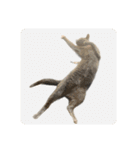 川島家の猫たち（個別スタンプ：4）