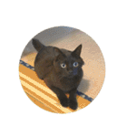 川島家の猫たち（個別スタンプ：6）