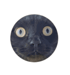 川島家の猫たち（個別スタンプ：8）