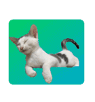 川島家の猫たち（個別スタンプ：10）