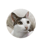 川島家の猫たち（個別スタンプ：12）