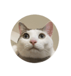 川島家の猫たち（個別スタンプ：15）