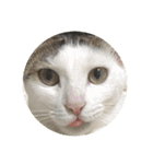 川島家の猫たち（個別スタンプ：16）