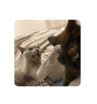 川島家の猫たち（個別スタンプ：19）
