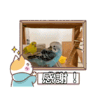 かわい鳥ちゃん（個別スタンプ：15）