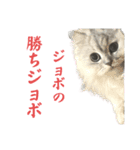 もちざねじゃんけん（個別スタンプ：16）