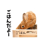 おてんば娘のハピたんスタンプ②（個別スタンプ：24）