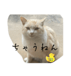 大阪弁Ver2（個別スタンプ：6）