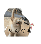 大阪弁Ver2（個別スタンプ：20）