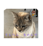大阪弁Ver2（個別スタンプ：29）