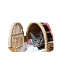 フリー素材化してしまったしお（個別スタンプ：12）