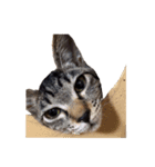 フリー素材化してしまったしお（個別スタンプ：14）