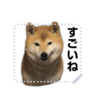 柴犬むぅ(いなり)（個別スタンプ：1）