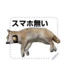 柴犬むぅ(いなり)（個別スタンプ：2）