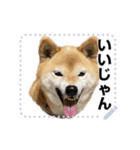 柴犬むぅ(いなり)（個別スタンプ：6）