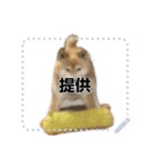 柴犬むぅ(いなり)（個別スタンプ：9）