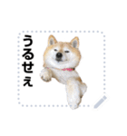 柴犬むぅ(いなり)（個別スタンプ：14）