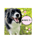 ボーダーコリーの林檎なのは2（個別スタンプ：1）
