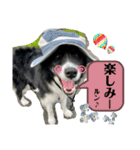 ボーダーコリーの林檎なのは2（個別スタンプ：2）