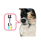 ボーダーコリーの林檎なのは2（個別スタンプ：3）