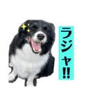 ボーダーコリーの林檎なのは2（個別スタンプ：4）