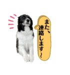 ボーダーコリーの林檎なのは2（個別スタンプ：7）