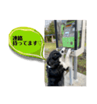 ボーダーコリーの林檎なのは2（個別スタンプ：8）