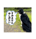 ボーダーコリーの林檎なのは2（個別スタンプ：9）