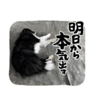 ボーダーコリーの林檎なのは2（個別スタンプ：13）